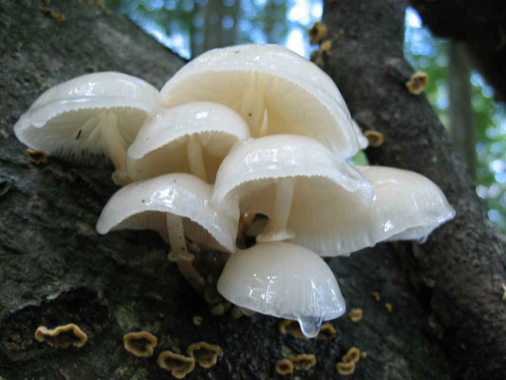 2005 :  Un anno di funghi